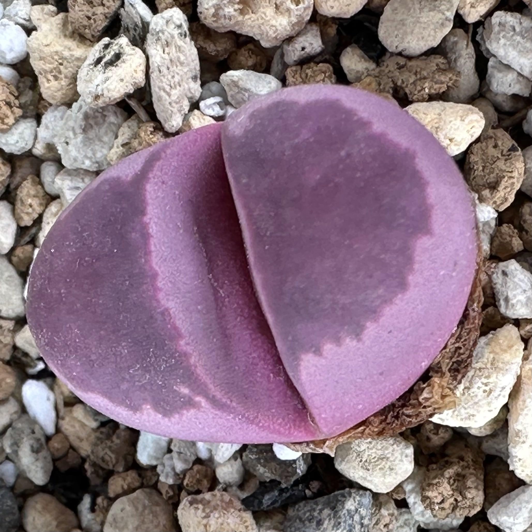 Amazon.co.jp: 多肉植物 リトープス (紅大内玉) 種子10粒 カラー